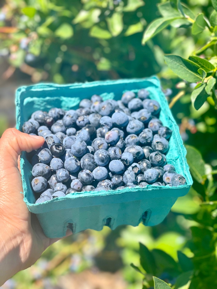 Pick your own blueberries at Butler’s Orchard – LuzWanderer